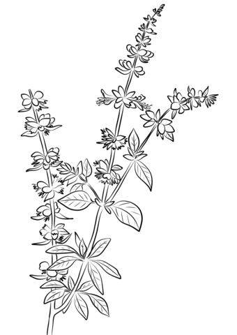 Basil Herb Coloring Page